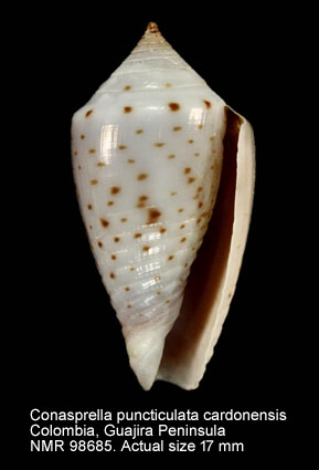 Conasprella puncticulata cardonensis.jpg - Conasprella puncticulata cardonensis (Vink,1990)